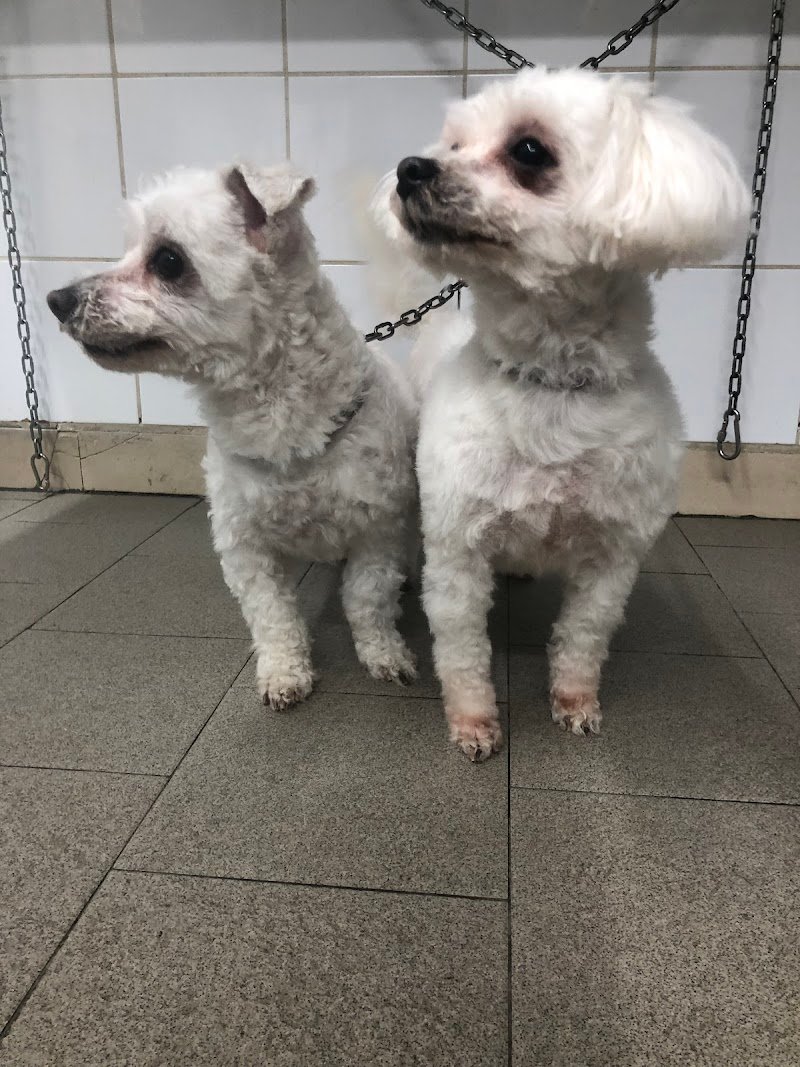 Animal House Di Cavina Gabriele - Foto 4