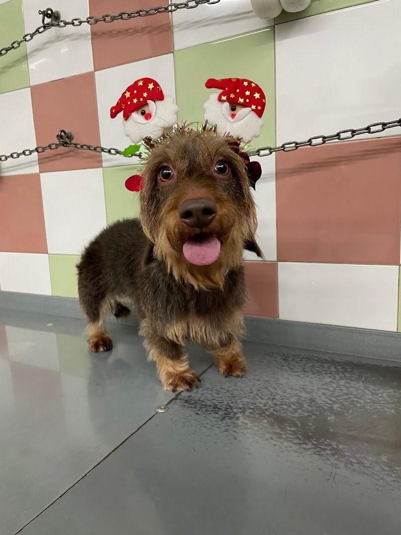 Animal House Di Cavina Gabriele - Foto 1