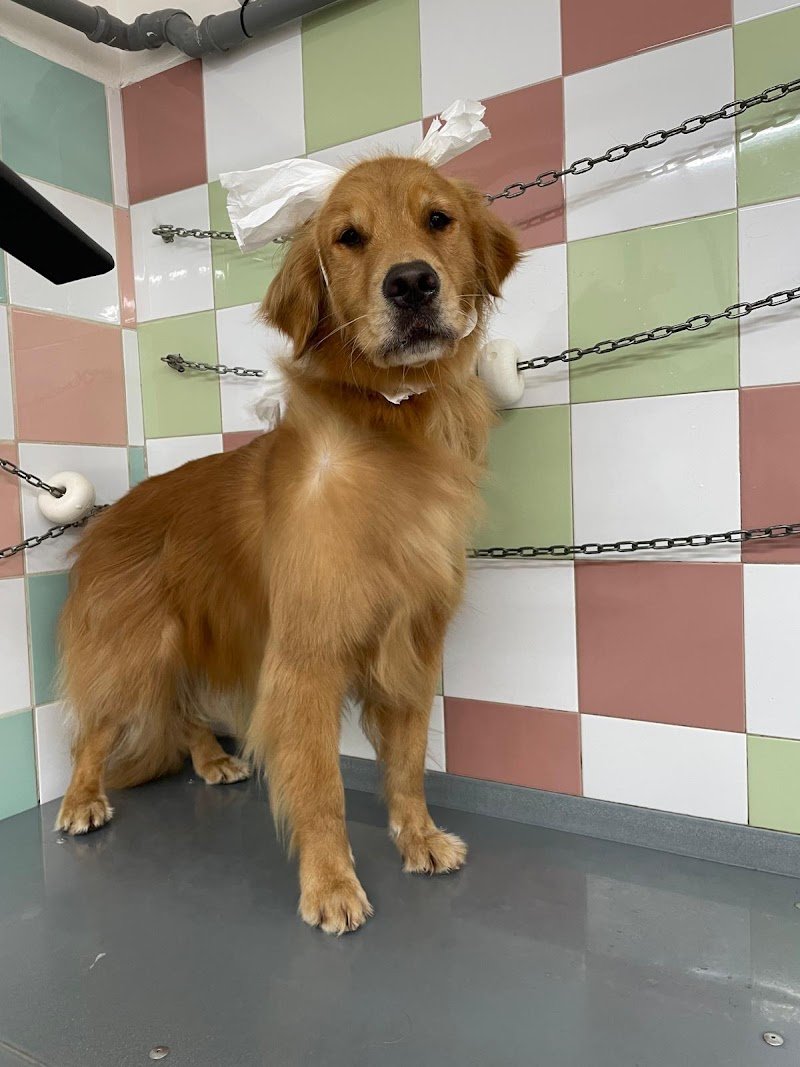 Animal House Di Cavina Gabriele - Foto 2