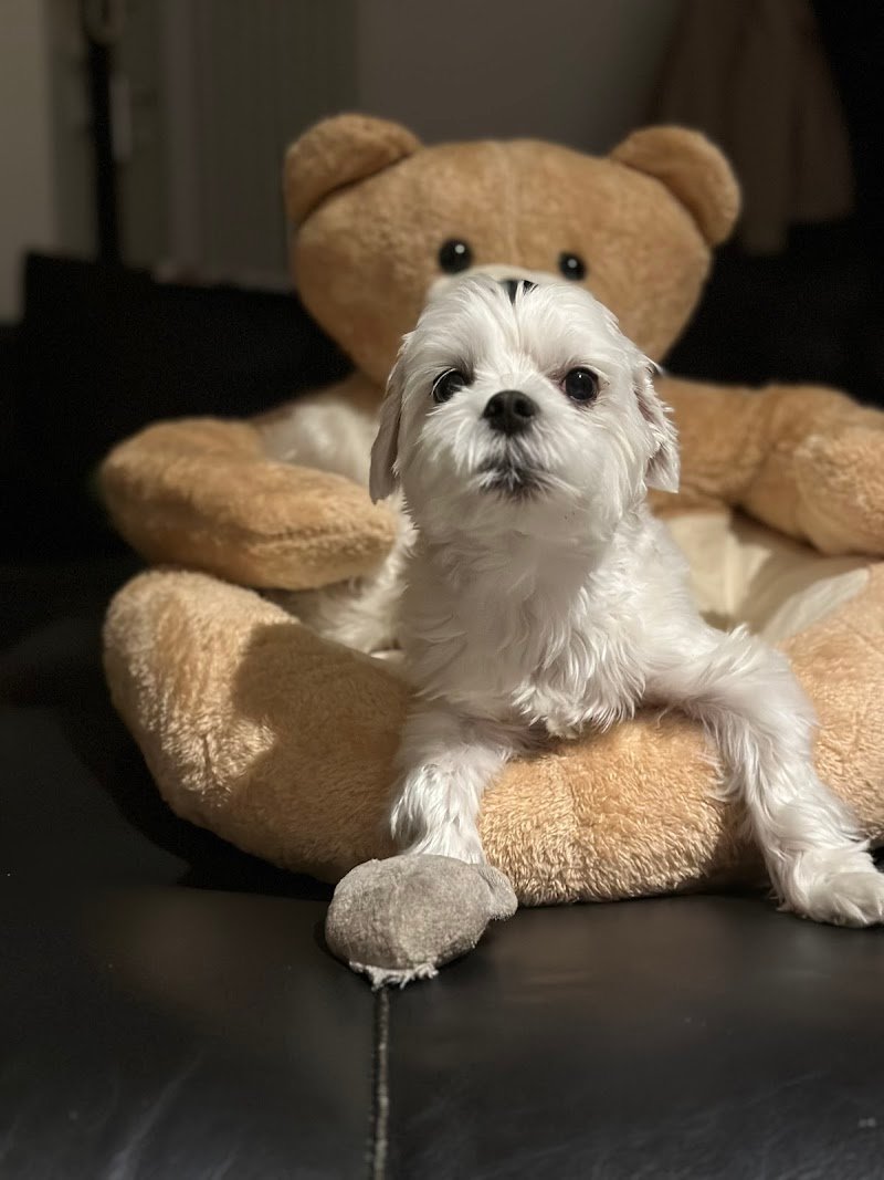 Animal House Di Cavina Gabriele - Foto 3