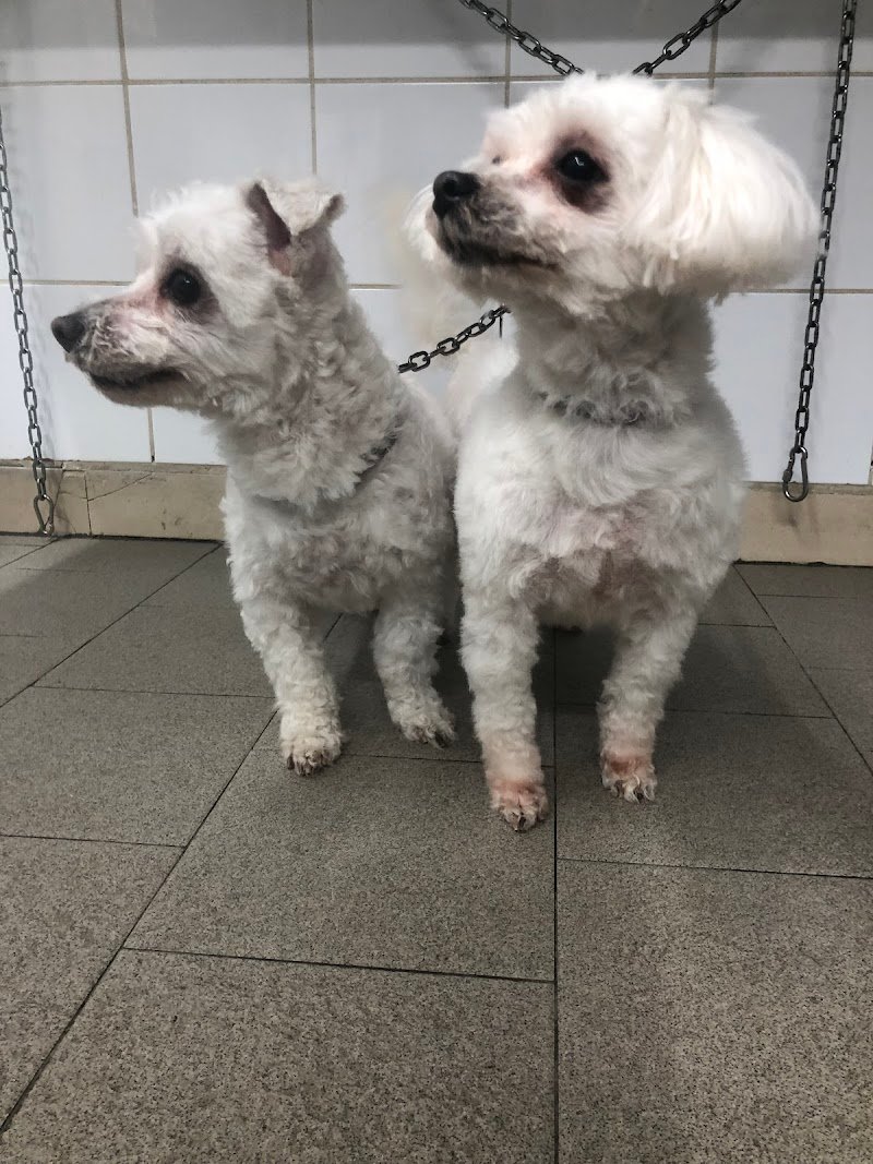 Animal House Di Cavina Gabriele - Foto 4