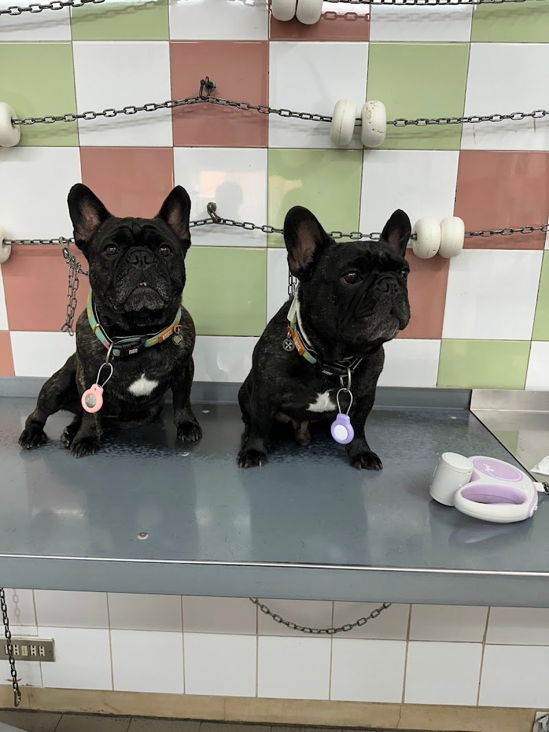 Animal House Di Cavina Gabriele - Foto 6