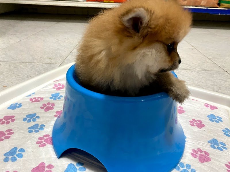 Animal House Giugliano - Foto 2