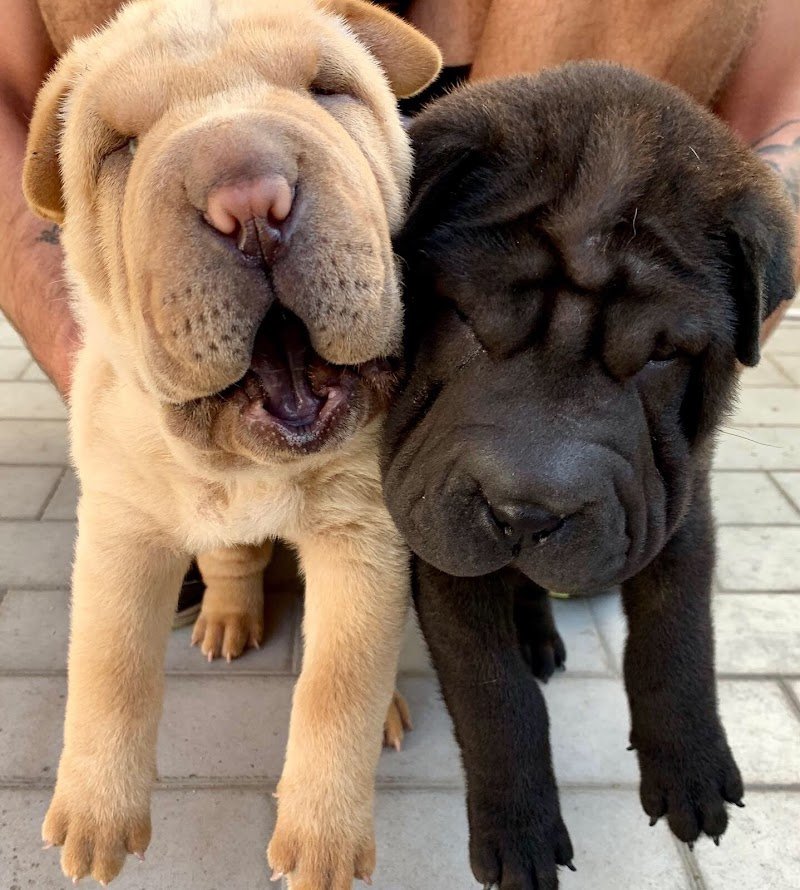 Animal House Giugliano - Foto 3