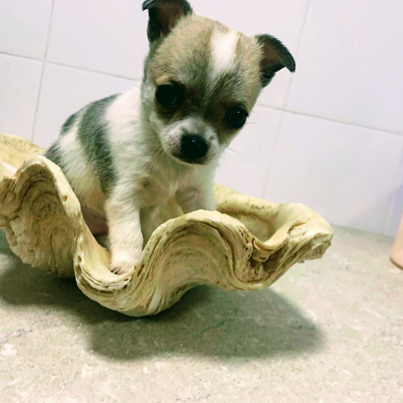 Animal House Giugliano - Foto 5