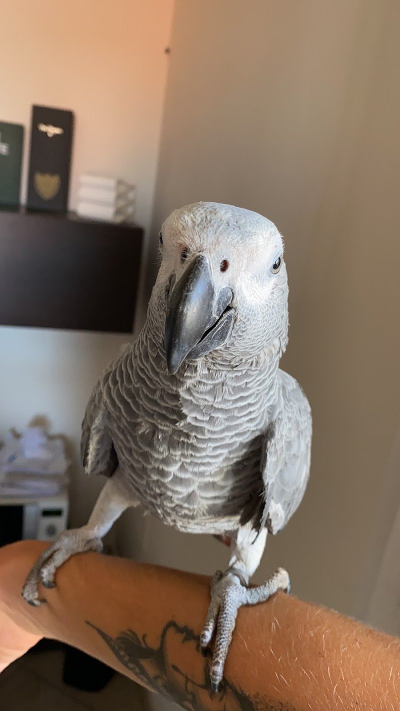 Animal House Giugliano - Foto 6