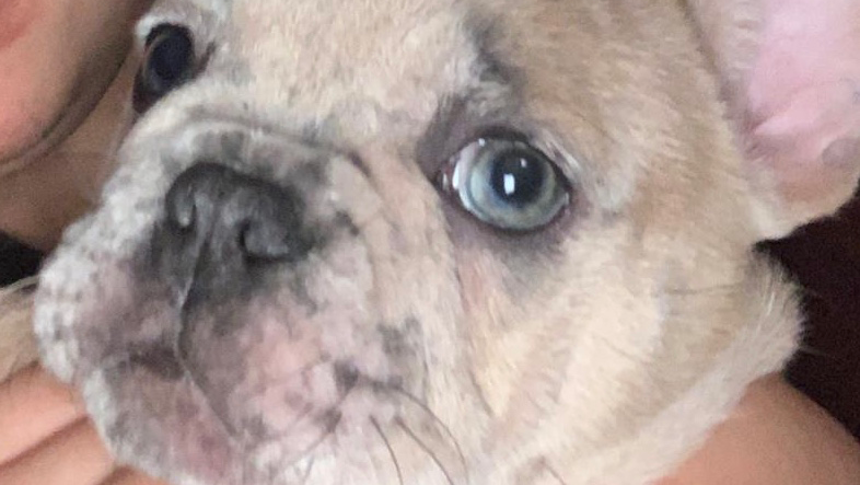 Animal House Giugliano - Foto 1