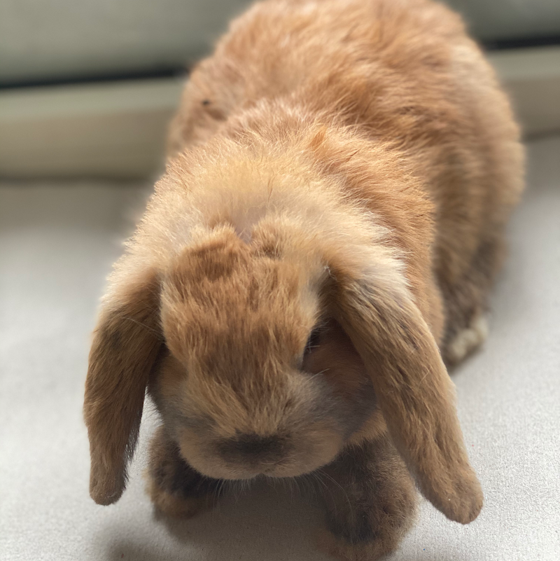 Animal House Giugliano - Foto 4