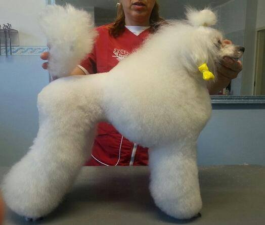 Animal House Grooming - Foto 1