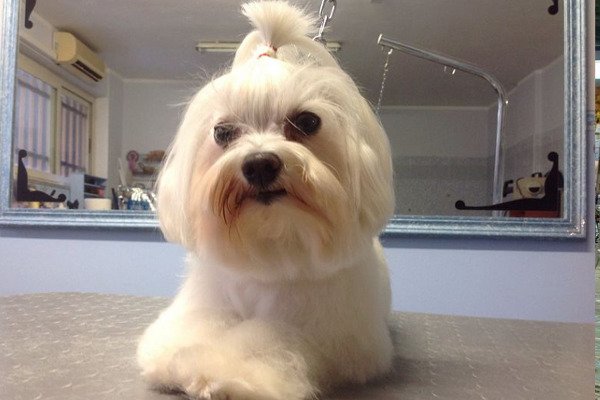 Animal House Grooming - Foto 2