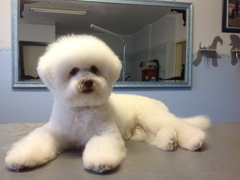 Animal House Grooming - Foto 3