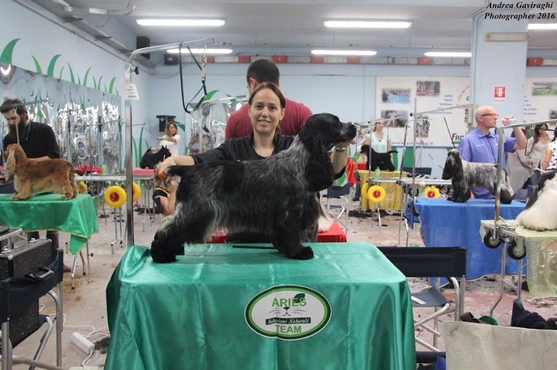 Animal House Grooming - Foto 4