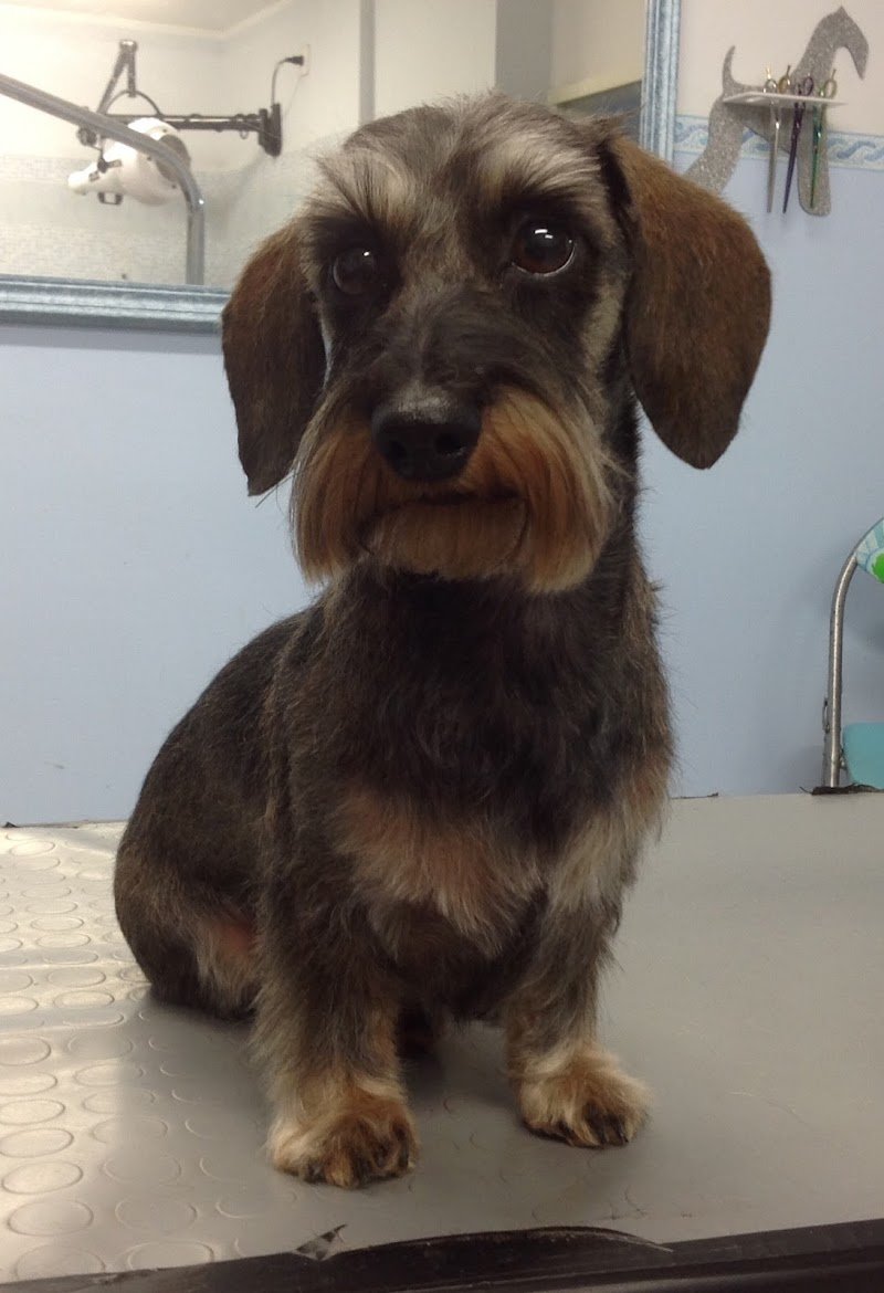 Animal House Grooming - Foto 5