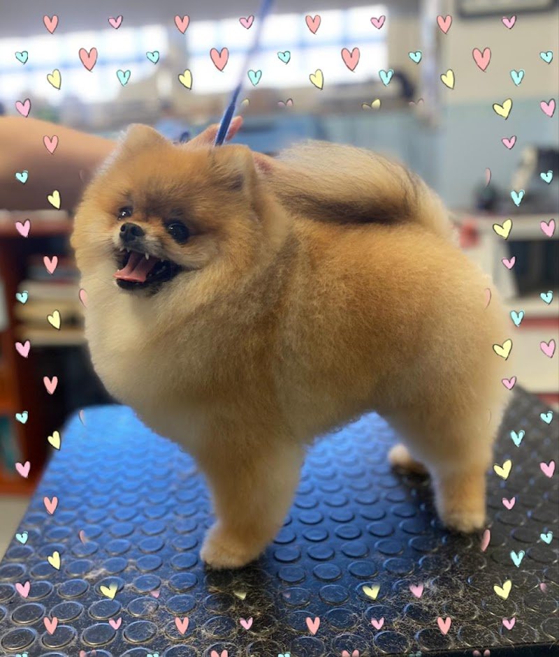 Animal House Grooming - Foto 6