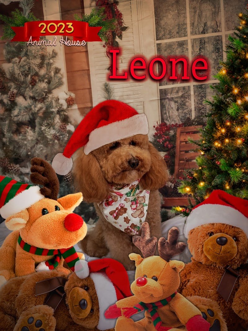 Animal House - Foto 2