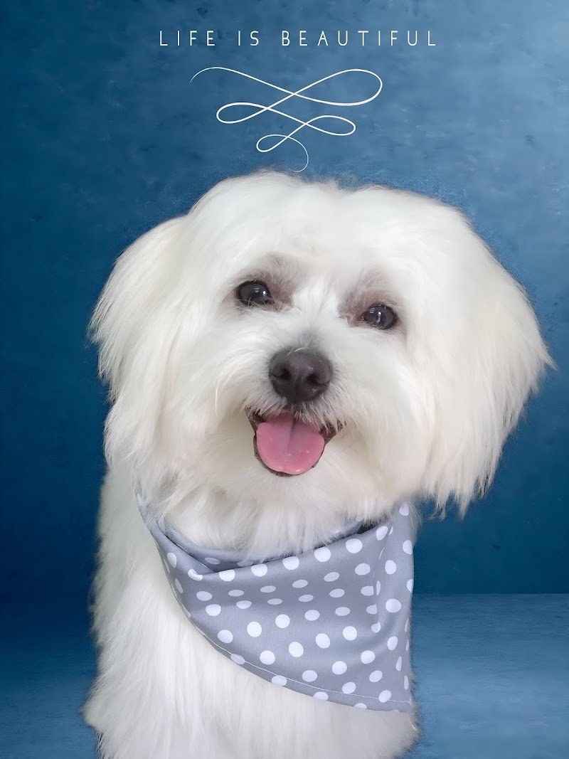 Animal House - Foto 4