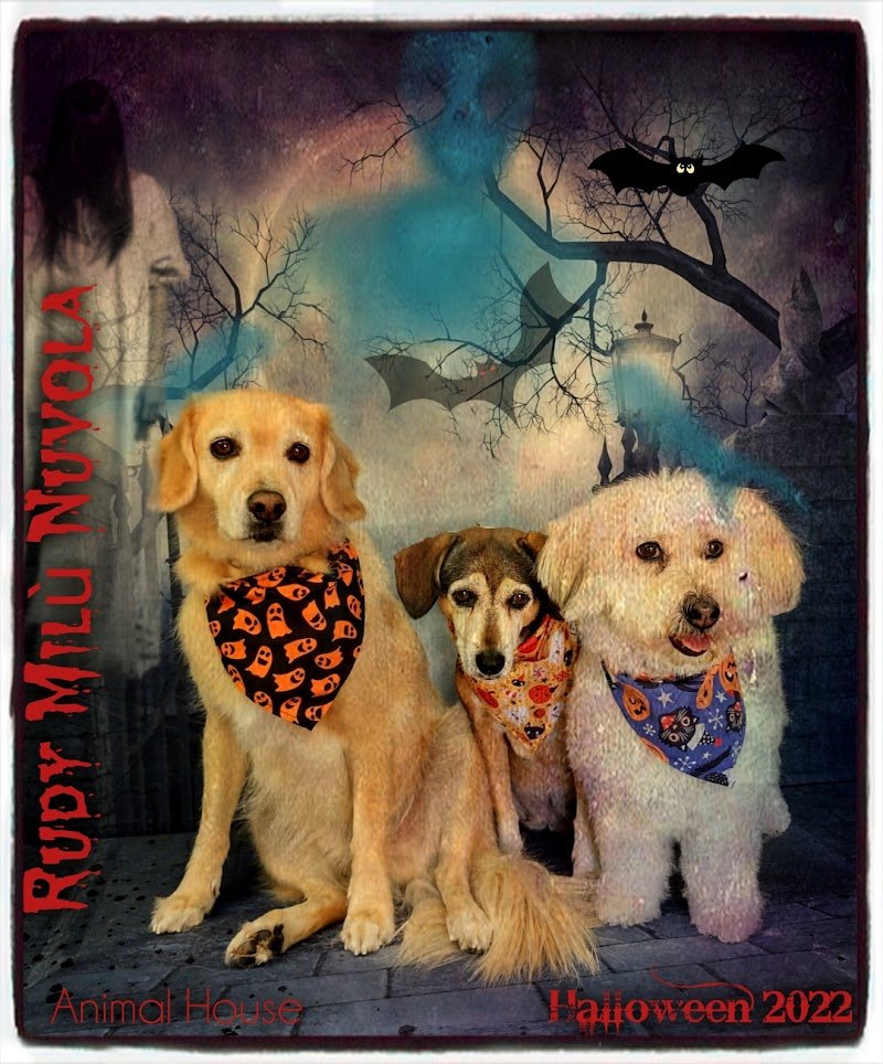 Animal House - Foto 5