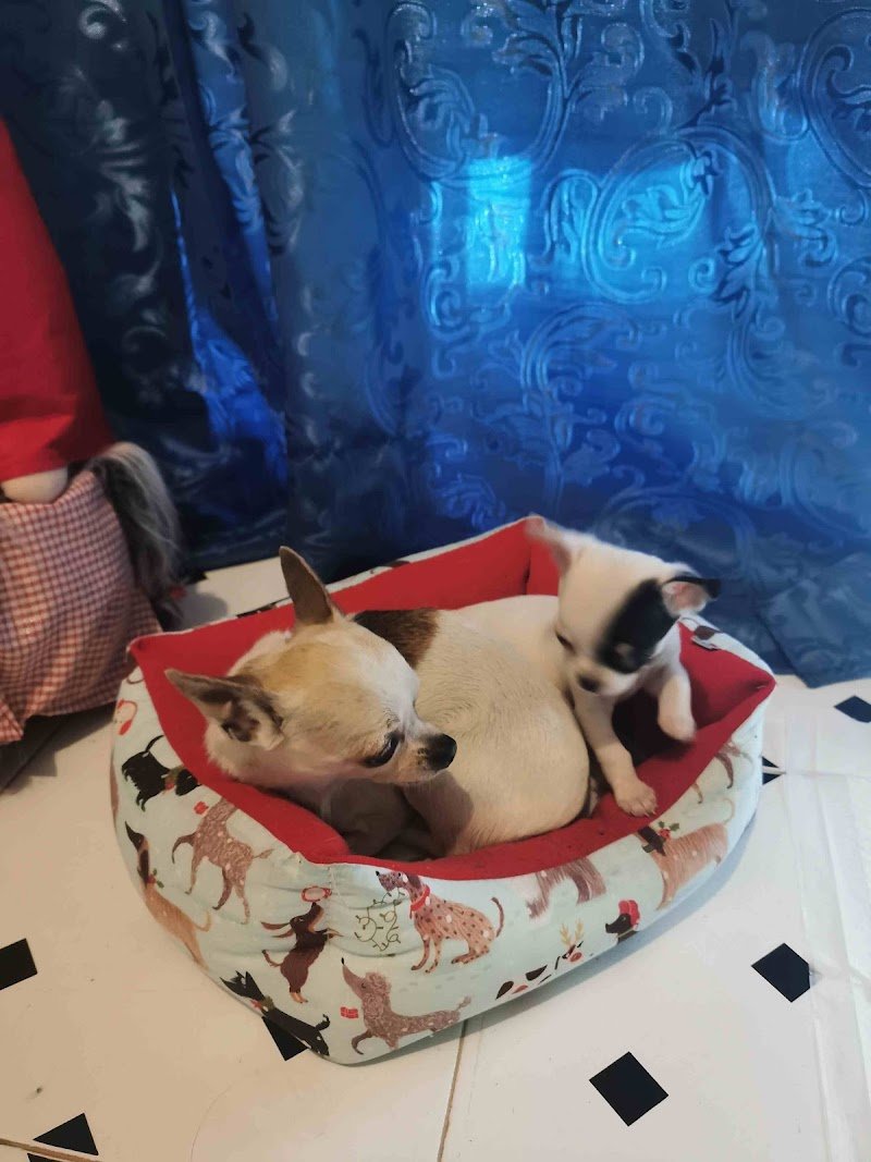 Animal House - Foto 3