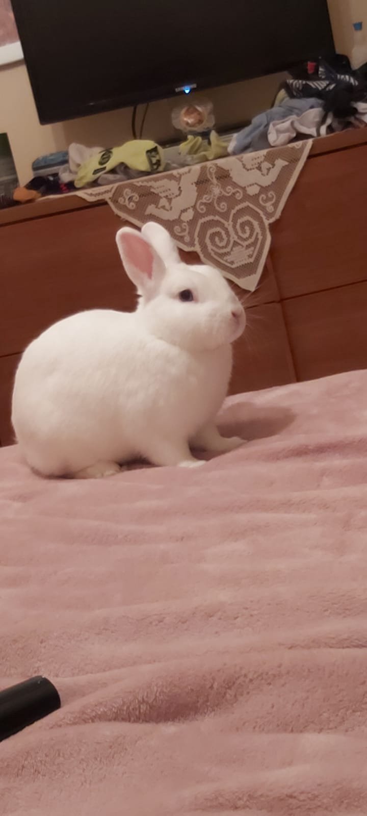 Animal House - Foto 6