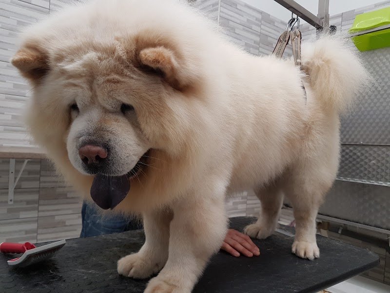 ANIMAL HOUSE Toelettatura Cani & Pet Shop - Foto 2