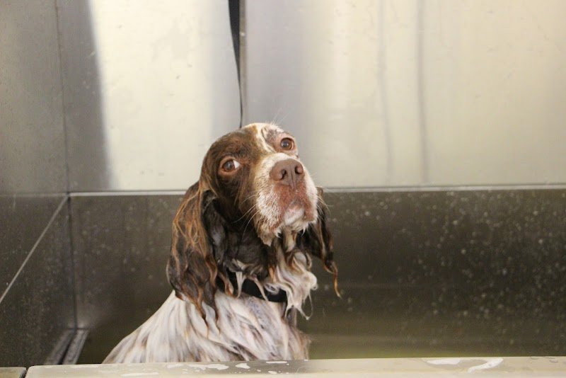 Animal Lovers' Salon - Foto 4