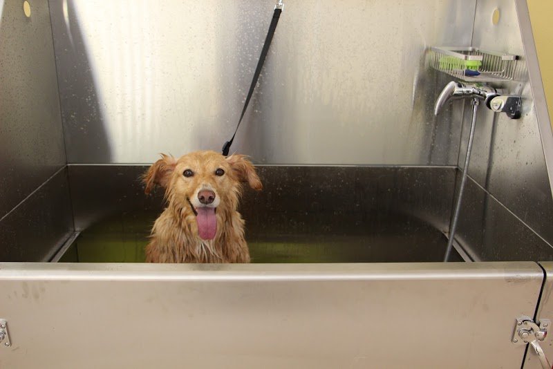 Animal Lovers' Salon - Foto 5