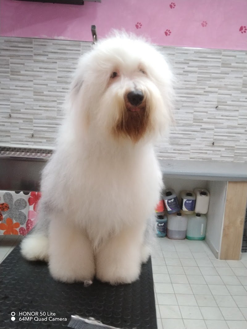 Animal Paradise - Foto 1