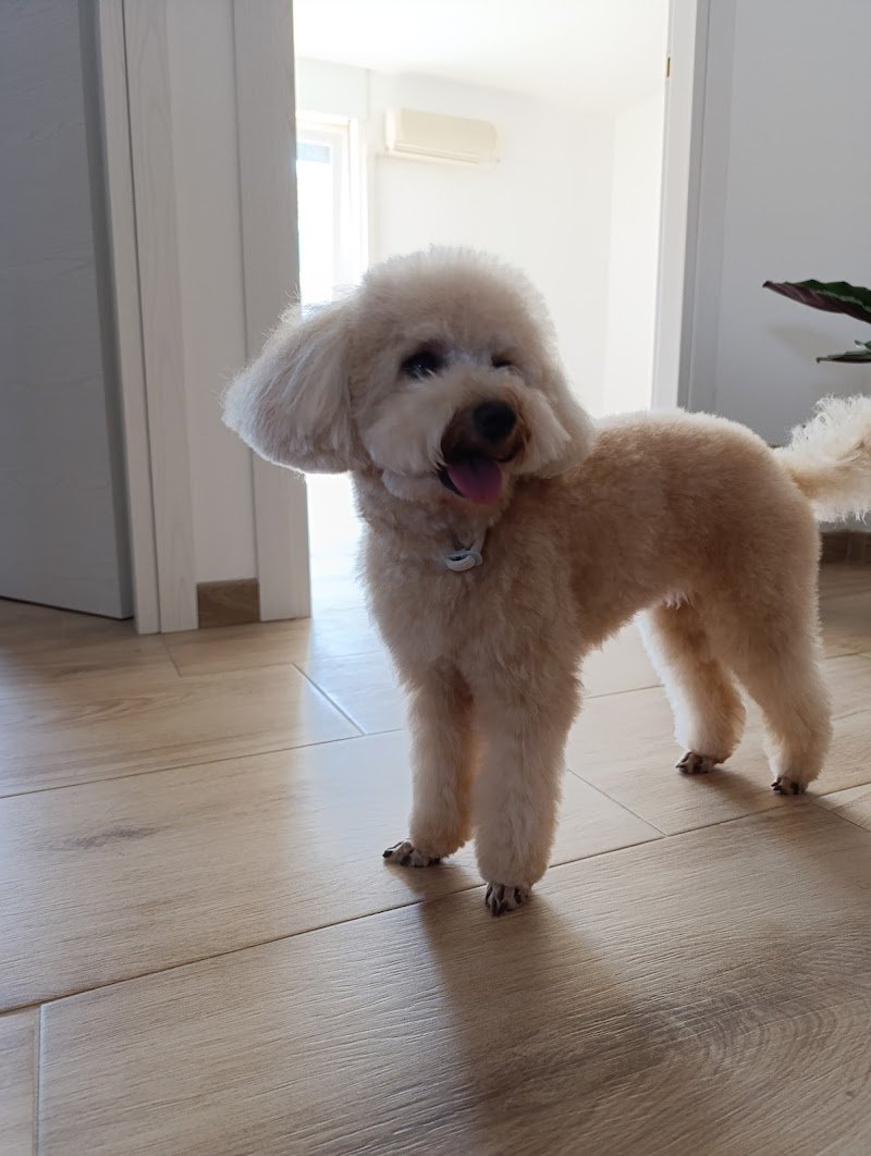 Animal Paradise - Foto 2