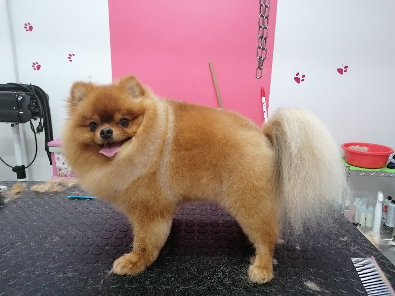 Animal Paradise - Foto 3