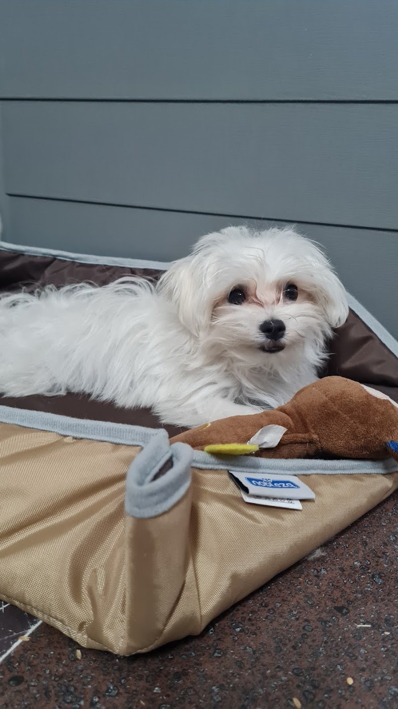 ANIMAL PLANET di SALVATORE TASSITANI - Foto 3