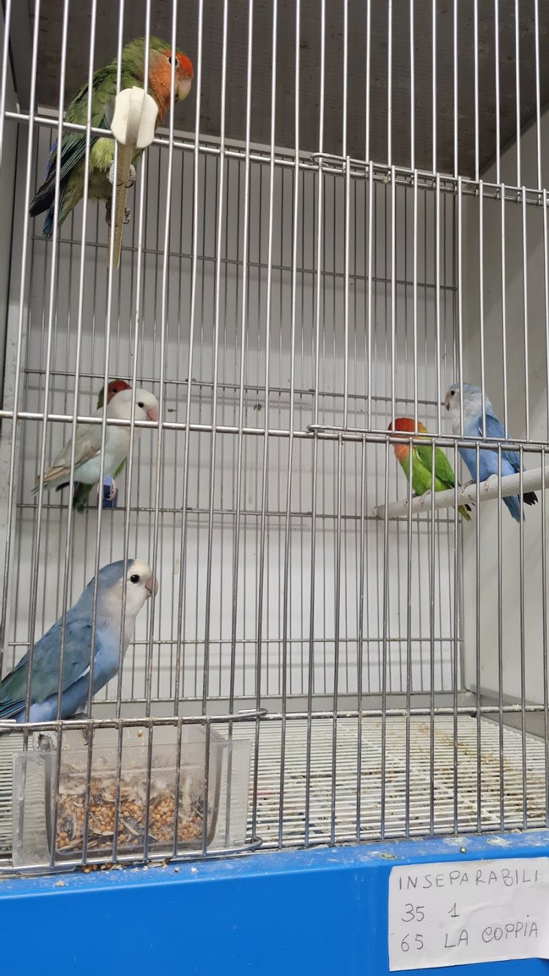 ANIMAL PLANET di SALVATORE TASSITANI - Foto 4