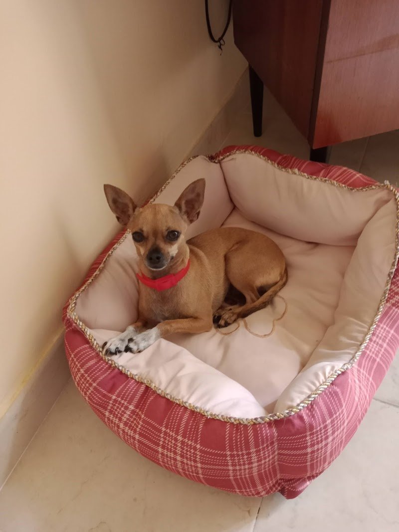 Animal Planet - Foto 3