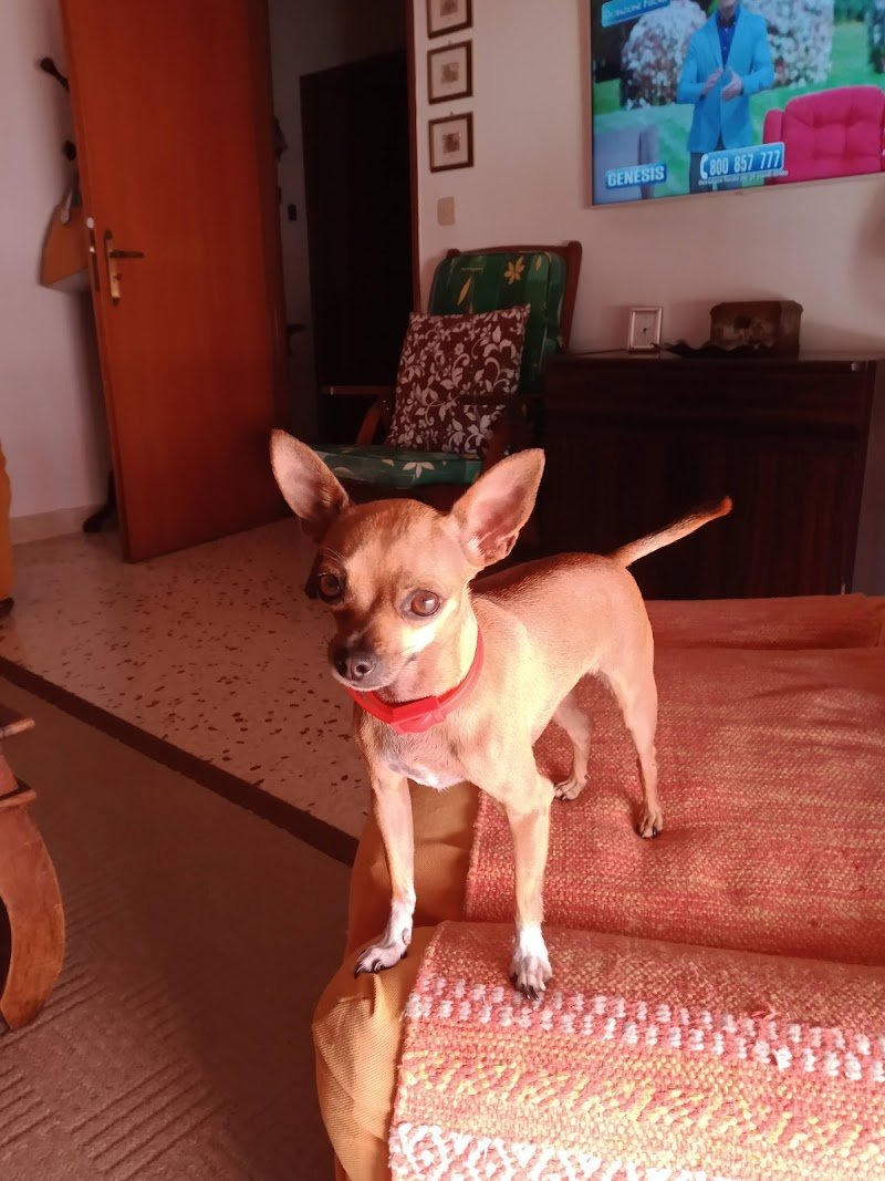 Animal Planet - Foto 6