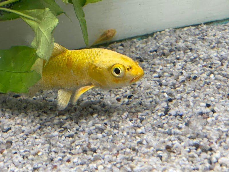 Animal Planet Store - Foto 4