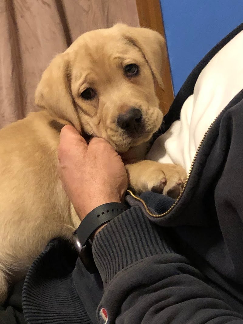 Animal Planet Store - Foto 5