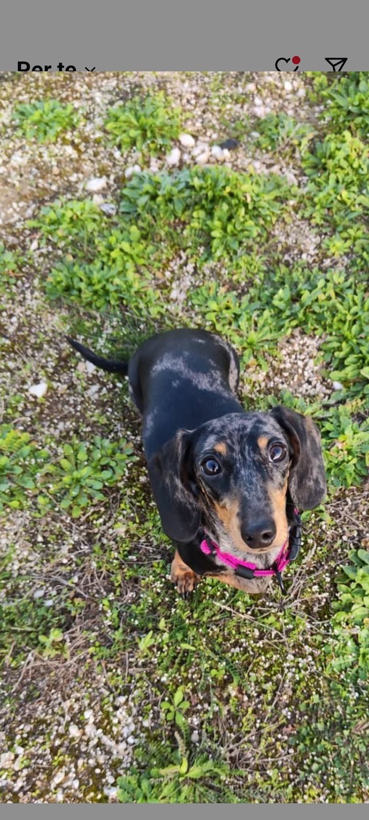 Animal Service Di Sarcina Anna - Foto 4