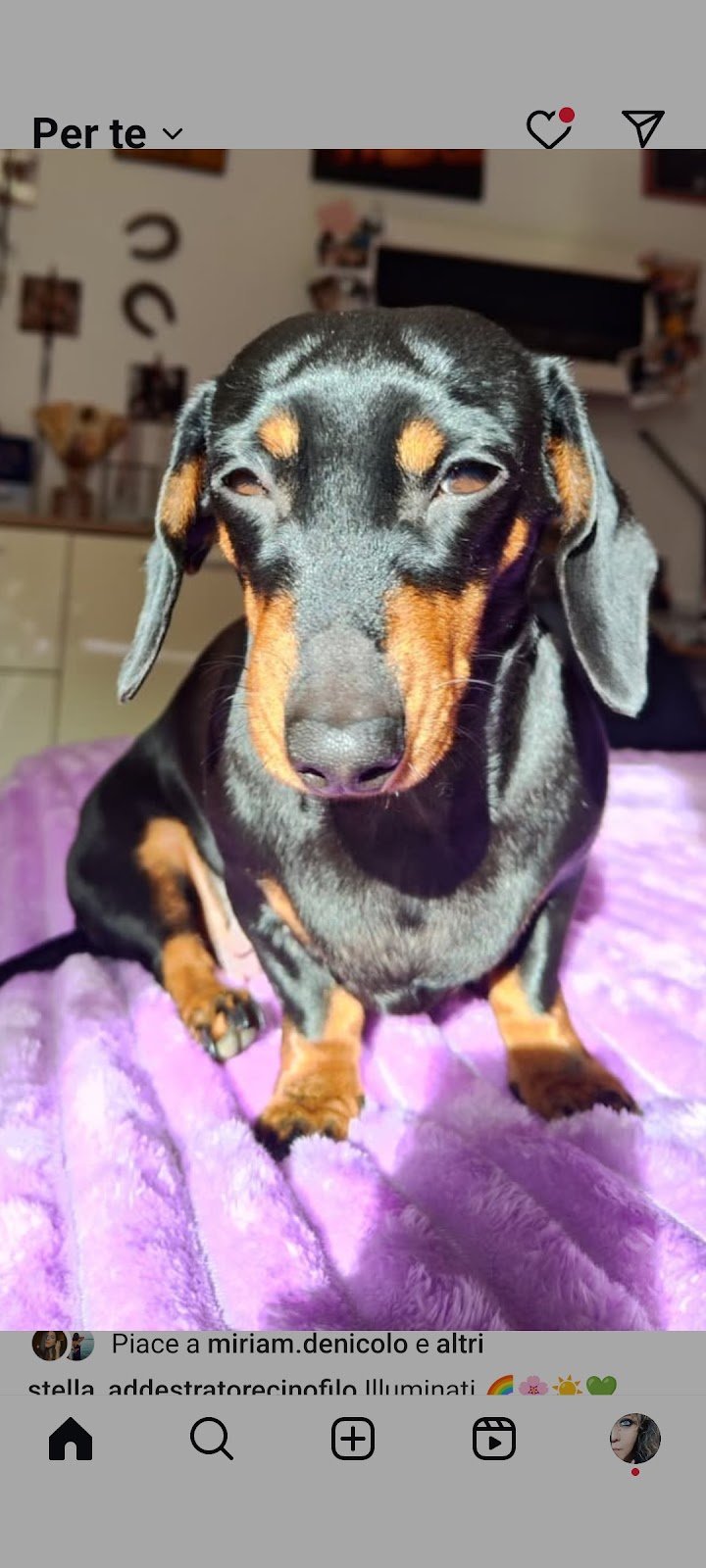 Animal Service Di Sarcina Anna - Foto 6