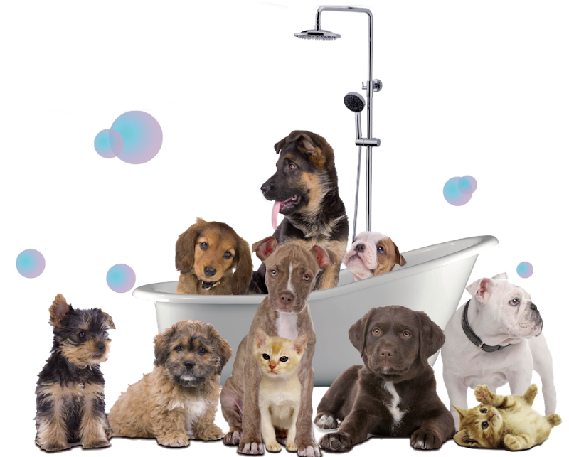 Animal shop dall'alano alla zebra - Foto 1