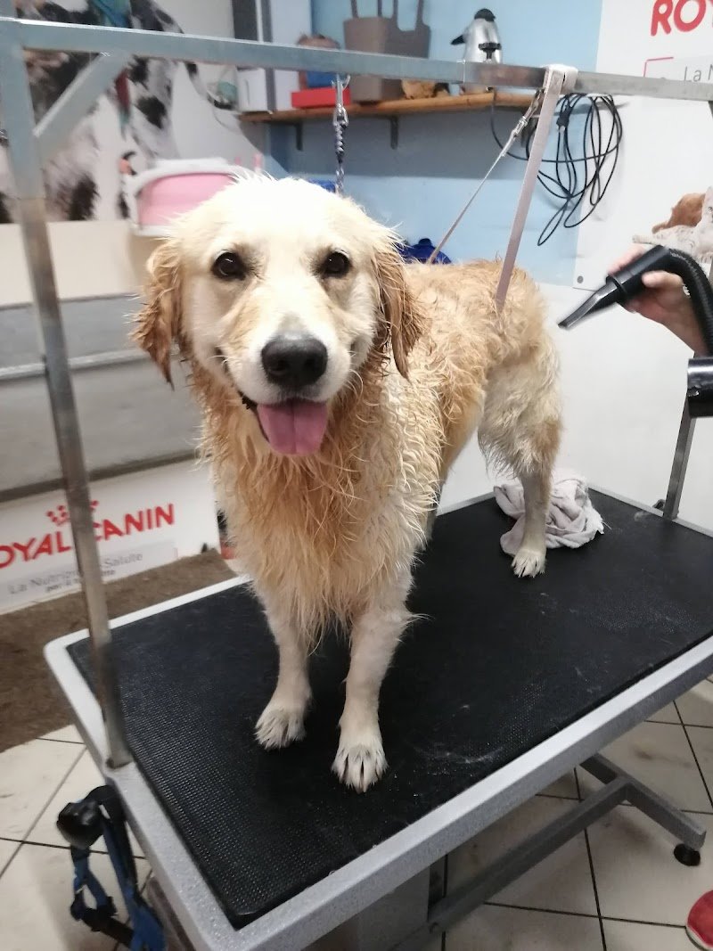 Animal shop dall'alano alla zebra - Foto 2