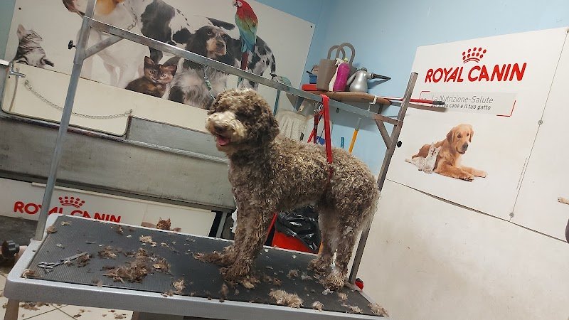 Animal shop dall'alano alla zebra - Foto 4