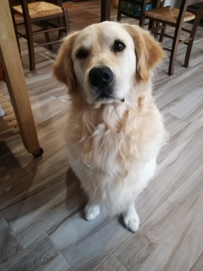 Animal shop dall'alano alla zebra - Foto 5