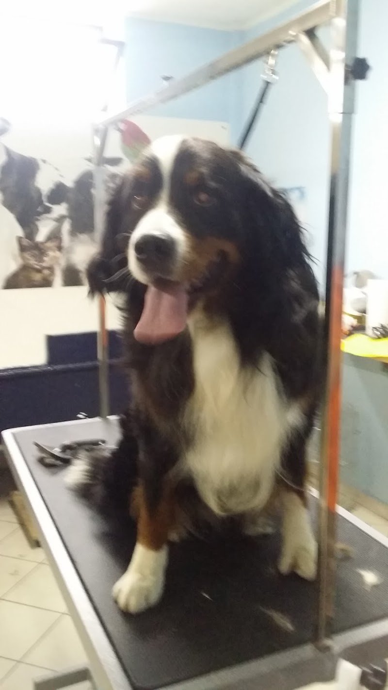 Animal shop dall'alano alla zebra - Foto 6