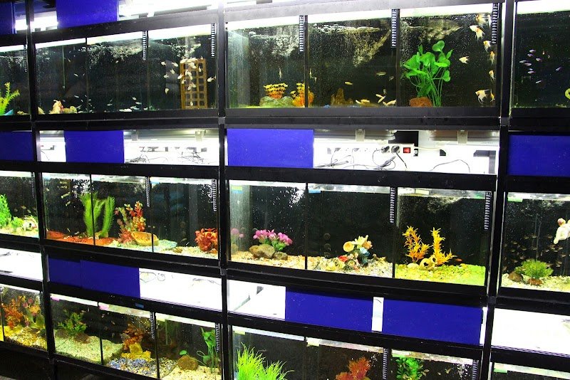 Animal store di Ippolito A. - Foto 5