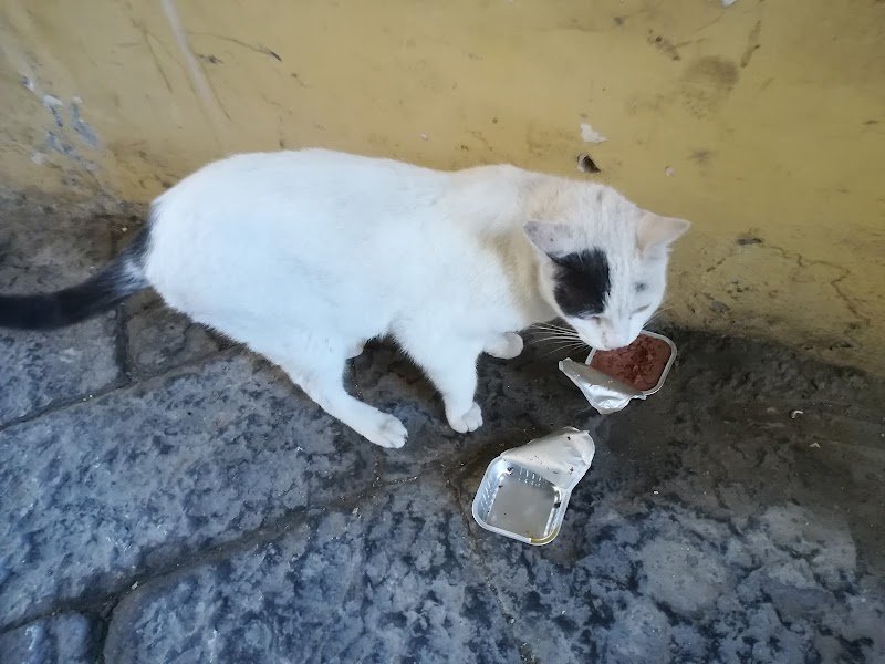 Animal store di Ippolito A. - Foto 6