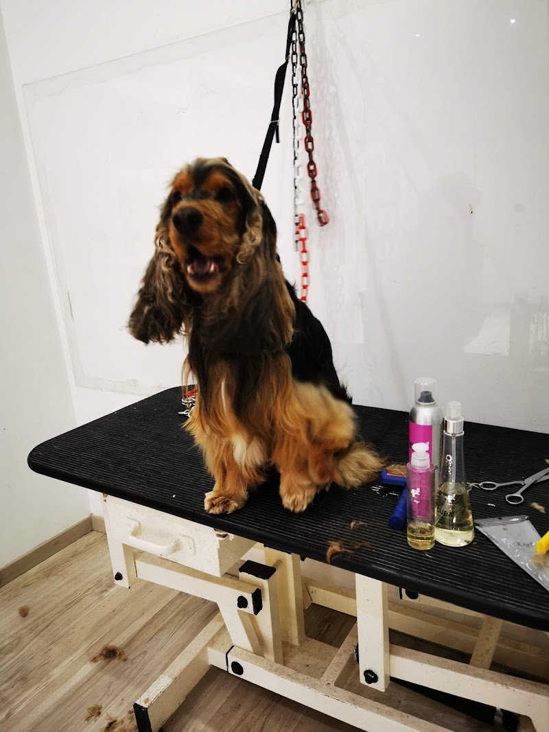 Animal Store - Foto 3