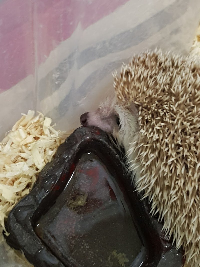 Animal Store - Foto 4