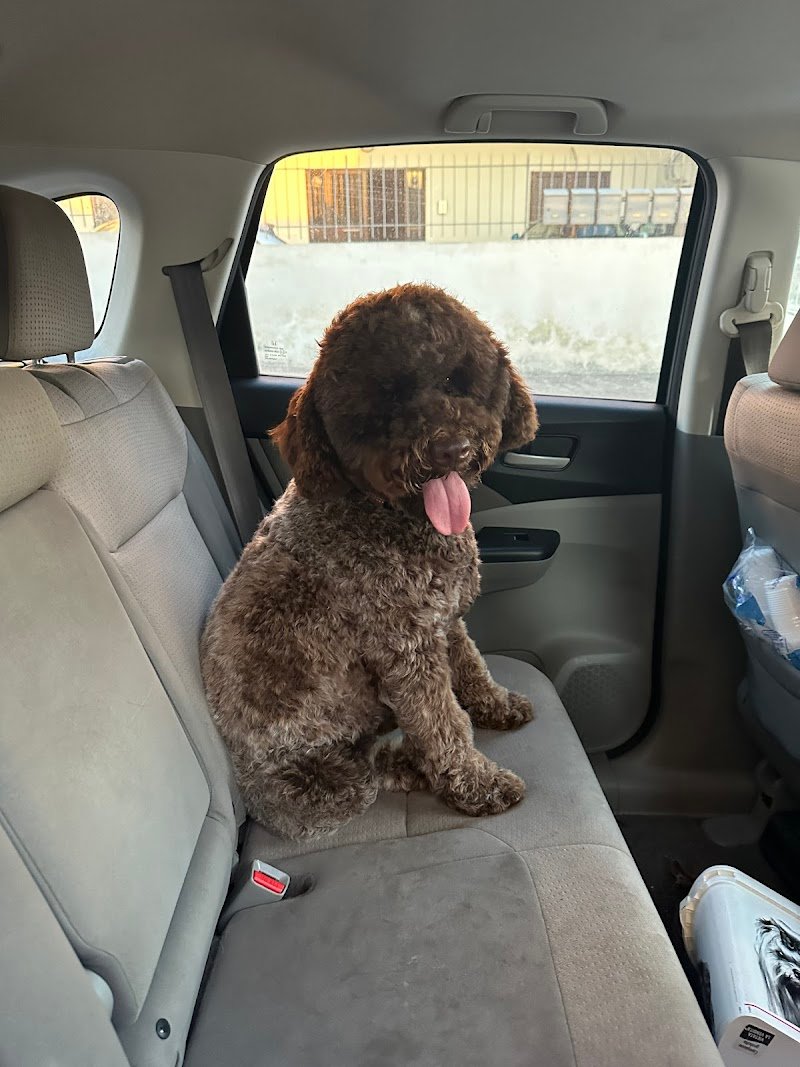 Animal style - Foto 1