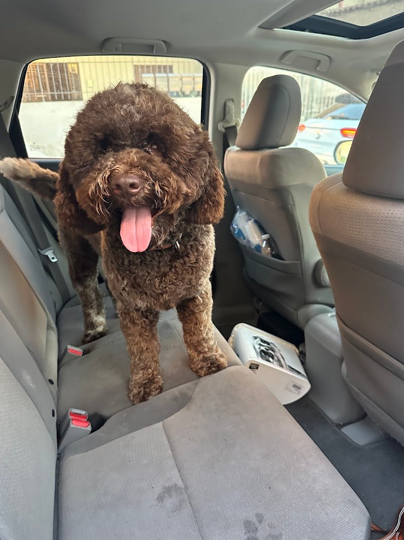 Animal style - Foto 3