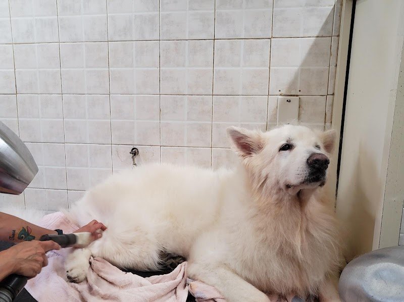 Animalandia di Adele Cucinotta - Foto 1