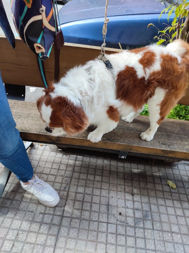 Animalandia di Adele Cucinotta - Foto 3